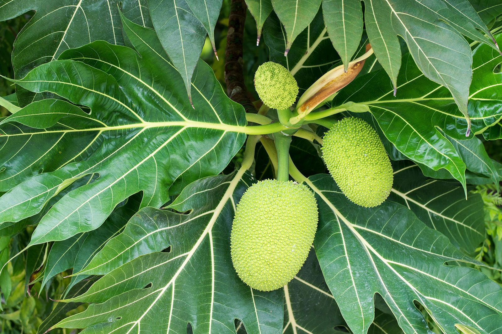 superfood-breadfruit